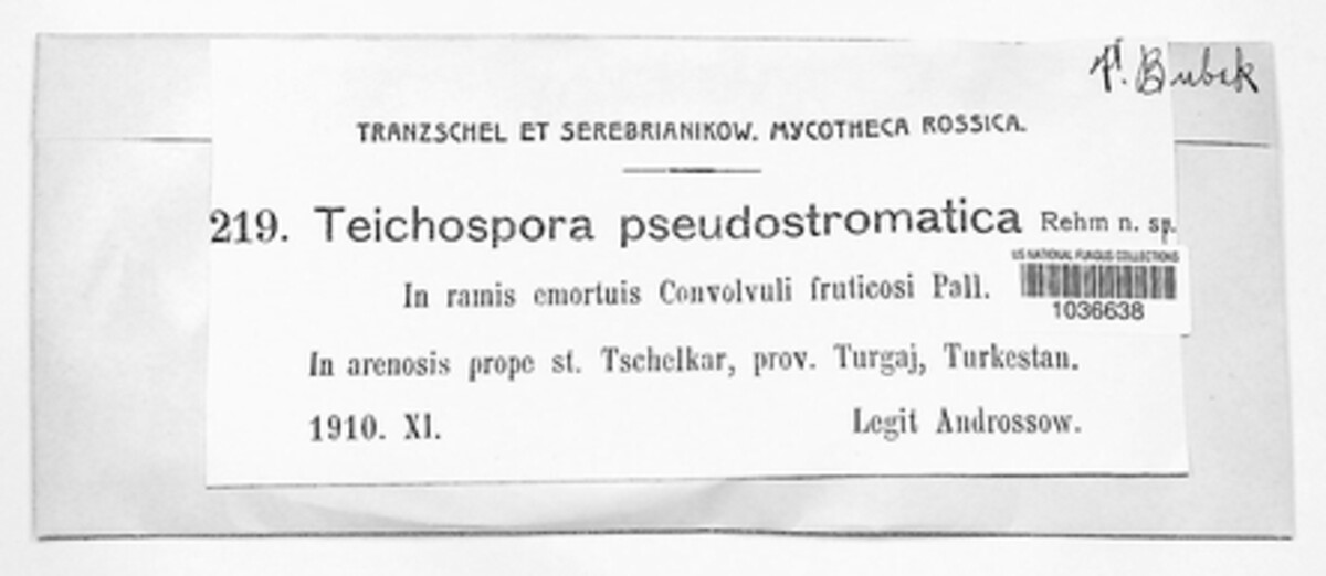 Teichospora pseudostromatica image